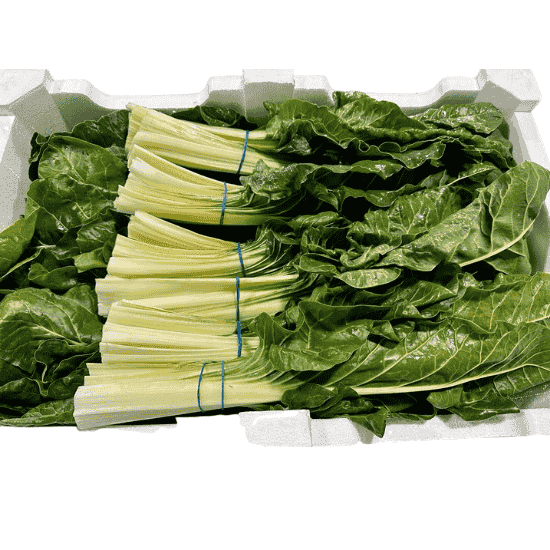 MANGOLD x12 BUNCHES BOX 