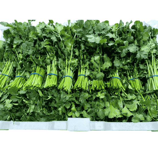 CORIANDER x 20 BUNCHES BOX