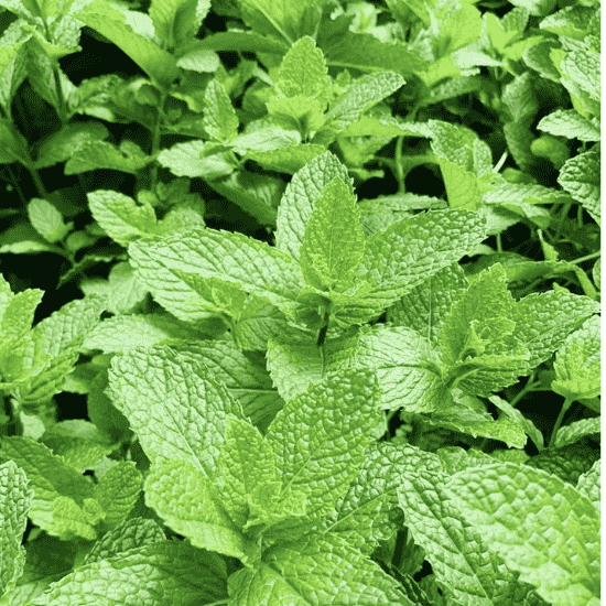 MINT CORK x 20 BUNCHES BOX 