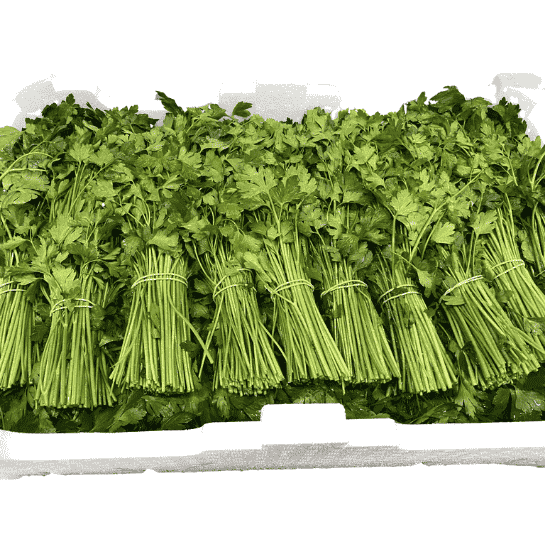 PARSLEY CORK x20 Bunches BOX 